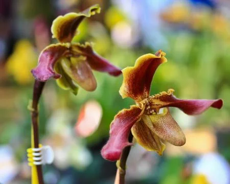 Orchids in thailand Stock Photos