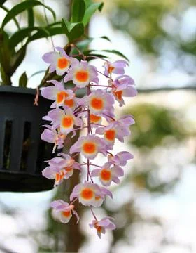 Orchids in thailand Stock Photos