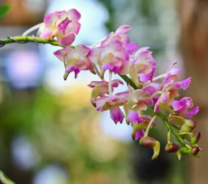 Orchids in thailand Stock Photos