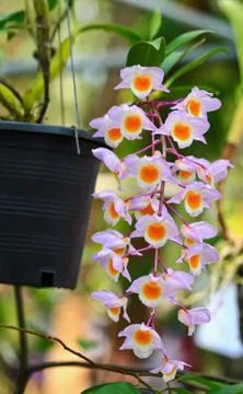Orchids in thailand Stock Photos