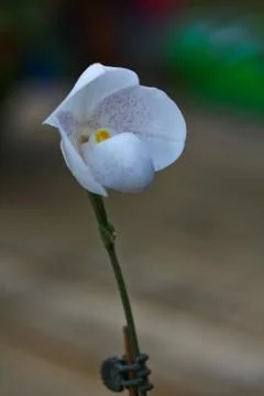 Orchids in thailand Stock Photos