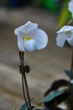 Orchids in thailand Stock Photos