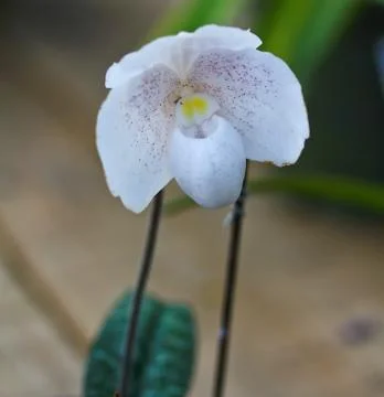 Orchids in thailand Foto stock