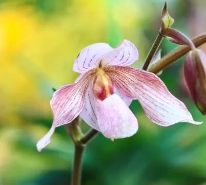 Orchids in thailand Stock Photos