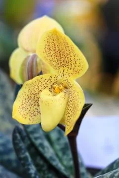 Orchids in thailand Stock Photos