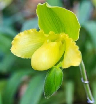 Orchids in thailand Stock-Fotos