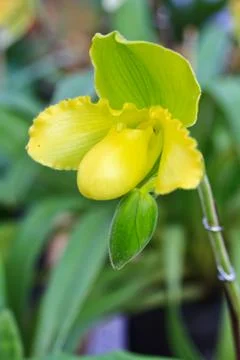 Orchids in thailand Stock Photos