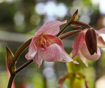 Orchids in thailand Stock Photos