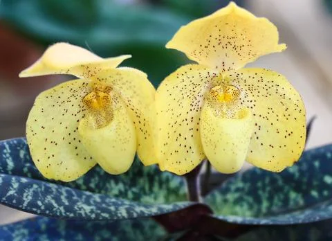 Orchids in thailand Stock-Fotos