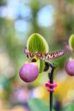 Orchids in thailand Stock Photos