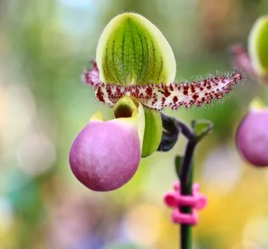 Orchids in thailand Stock Photos
