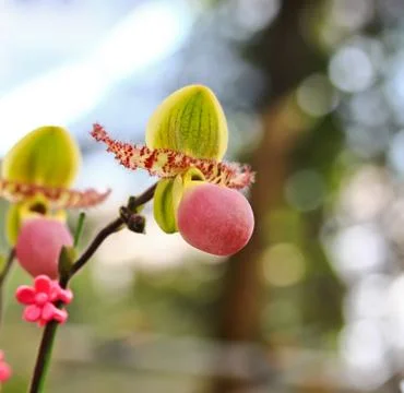 Orchids in thailand Stock Photos