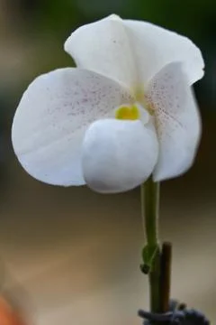 Orchids in thailand Stock Photos