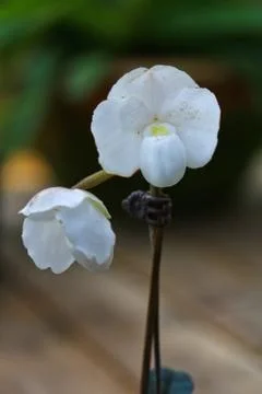 Orchids in thailand Stock Photos