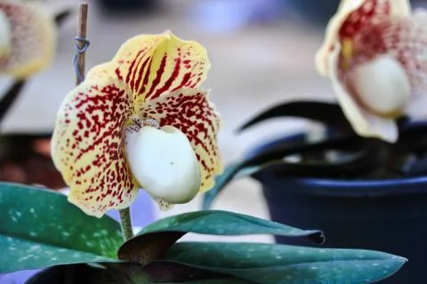 Orchids in thailand Stock Photos