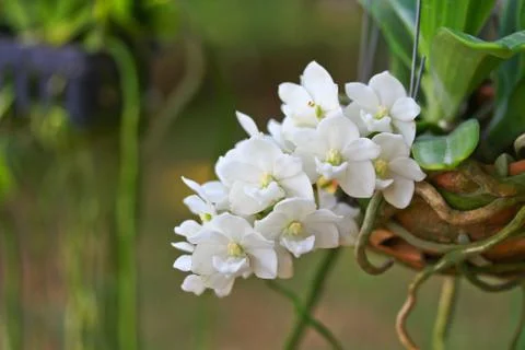 Orchids in thailand Stock Photos