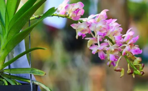 Orchids in thailand Stock Photos