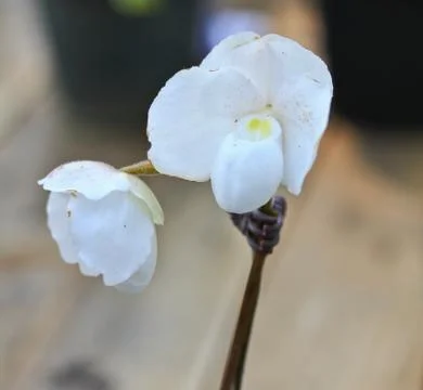 Orchids in thailand Stock Photos