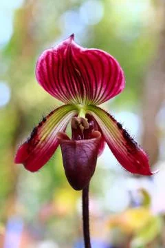 Orchids in thailand Stock Photos