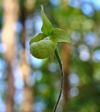 Orchids in thailand Stock Photos