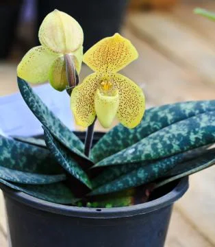 Orchids in thailand Stock Photos