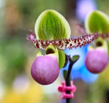 Orchids in thailand Stock Photos