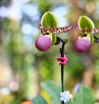 Orchids in thailand Stock Photos