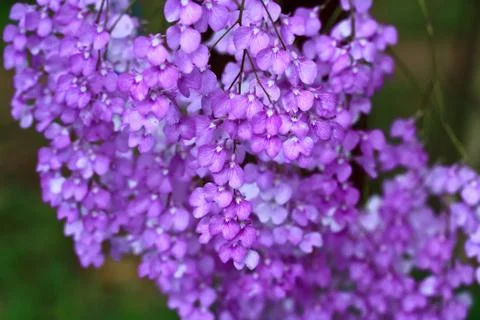 Orchids in thailand Foto stock