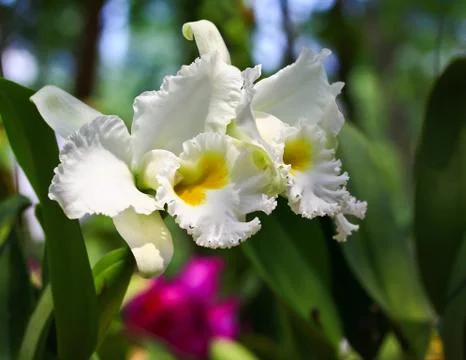 Orchids in thailand Stock Photos