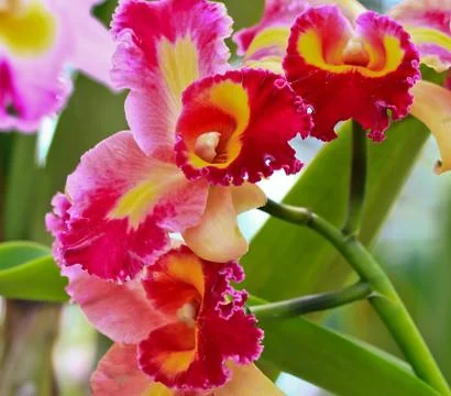 Orchids in thailand Stock Photos