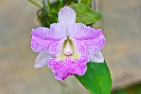 Orchids in thailand Stock Photos
