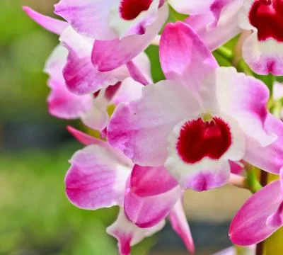 Orchids in thailand Stock Photos