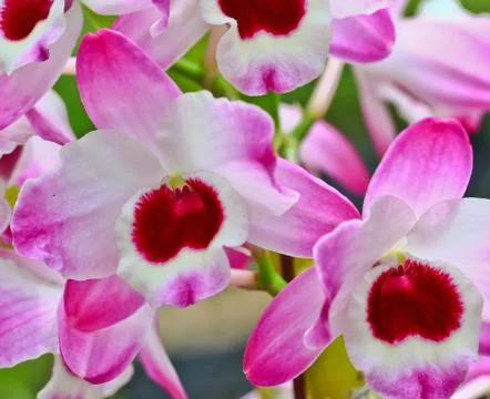 Orchids in thailand Stock Photos