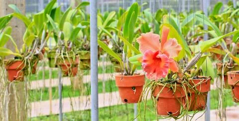 Orchids in thailand Stock Photos
