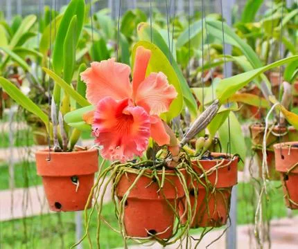 Orchids in thailand Stock-Fotos