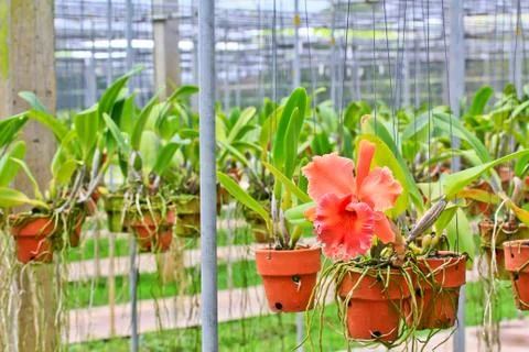 Orchids in thailand Stock Photos
