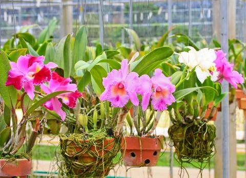 Orchids in thailand Foto stock