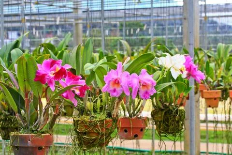 Orchids in thailand Stock Photos
