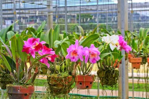 Orchids in thailand Stock Photos