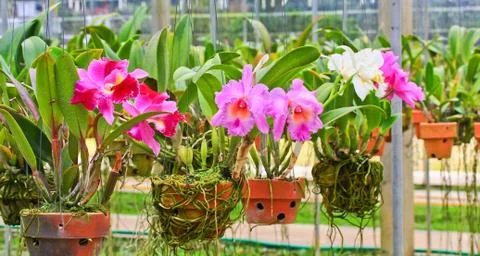 Orchids in thailand Stock Photos
