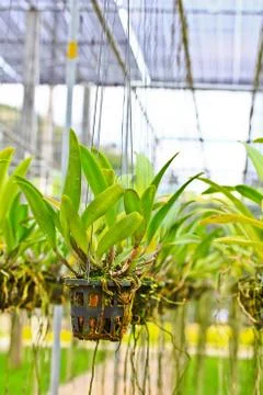 Orchids in thailand Stock Photos