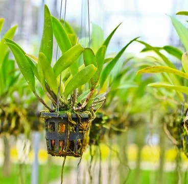 Orchids in thailand Stock Photos