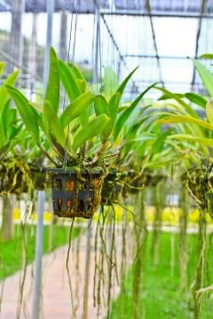 Orchids in thailand Stock Photos