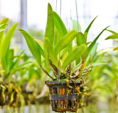 Orchids in thailand Stock Photos