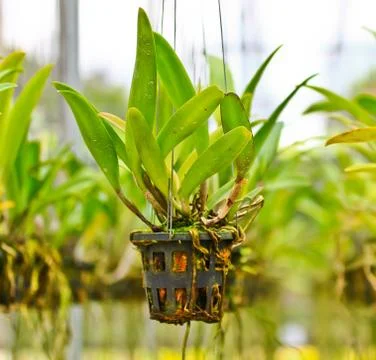 Orchids in thailand Stock Photos