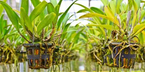 Orchids in thailand Stock Photos
