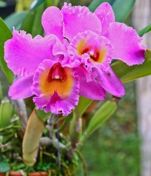Orchids in thailand Stock Photos