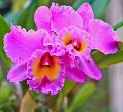 Orchids in thailand Stock Photos