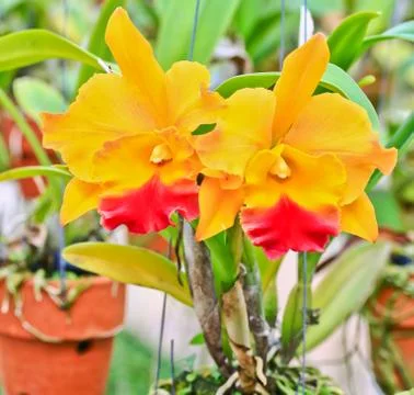Orchids in thailand Stock Photos