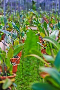 Orchids in thailand Stock Photos